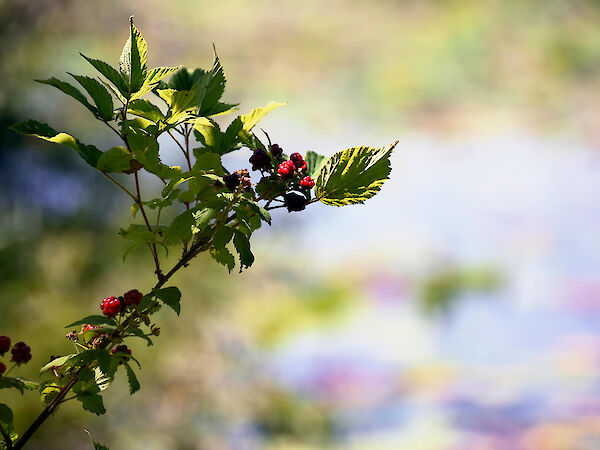 brambles at lilypons gardens, photo by K