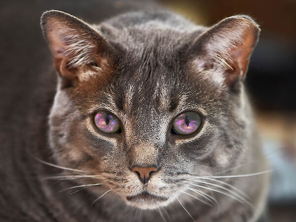 cat with the universe in his eyes, photo by K