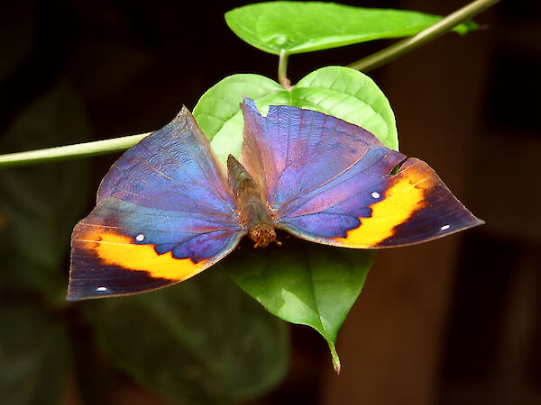 dead leaf butterfly, photo by K