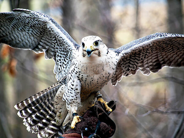 gyr falcon, the bird of kings, photo by K