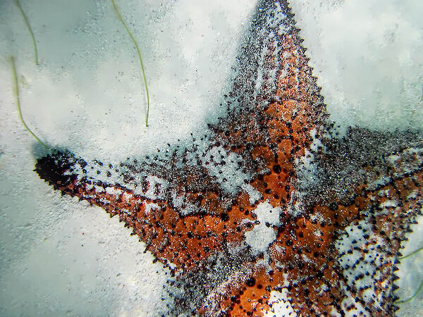 sea star, photo by K